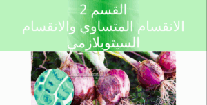 حل درس الانقسام المتساوي للصف العاشر