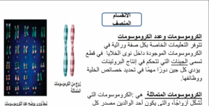 حل درس الانقسام المنصف للصف العاشر