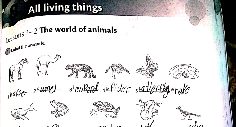 حل كتاب النشاط اللغة الانجليزية للصف السابع الفصل الثاني 1 حل كتاب النشاط اللغة الانجليزية للصف السابع الفصل الثاني