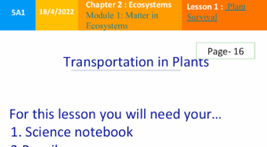 حل درس Transportation In Plants علوم خامس منهج انجليزي