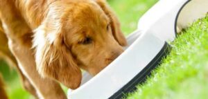 موضوع عن الرفق بالحيوان للصف الخامس