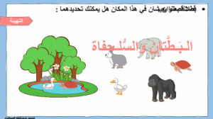 حل درس البطتان والسلحفاة للصف الثاني 19 حل درس البطتان والسلحفاة للصف الثاني