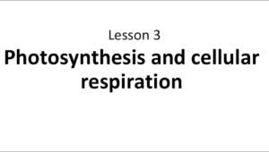 حل درس Photosynthesis and cellular respiration العلوم المتكاملة الصف السادس